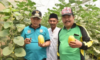 ponpes al huda wajak kembangkan melon seharga 30 ribu per kilo 20190909 123935