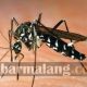 Suhu Udara Menurun, Kota Batu Diintai DBD 37 IMG 20200708 231702