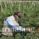Harga Cabai Anjlok, Petani Merana 31 WhatsApp Image 2020 09 06 at 14.38.19