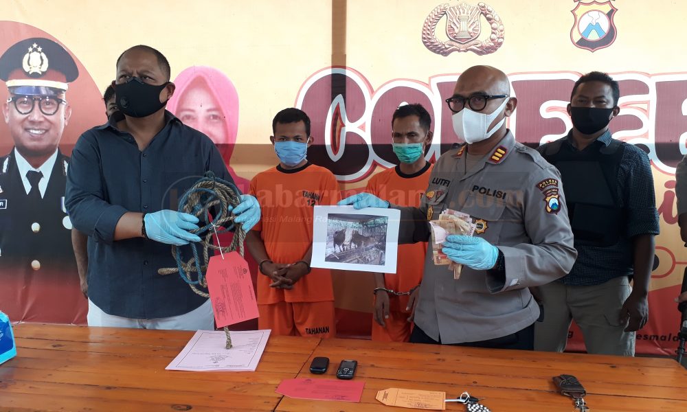 Pencuri Sapi Poncokusumo Dibekuk Polisi