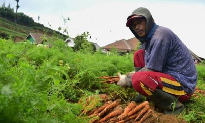 Kartu Tani Pusat Terkendala, Dispertan Jalan Terus
