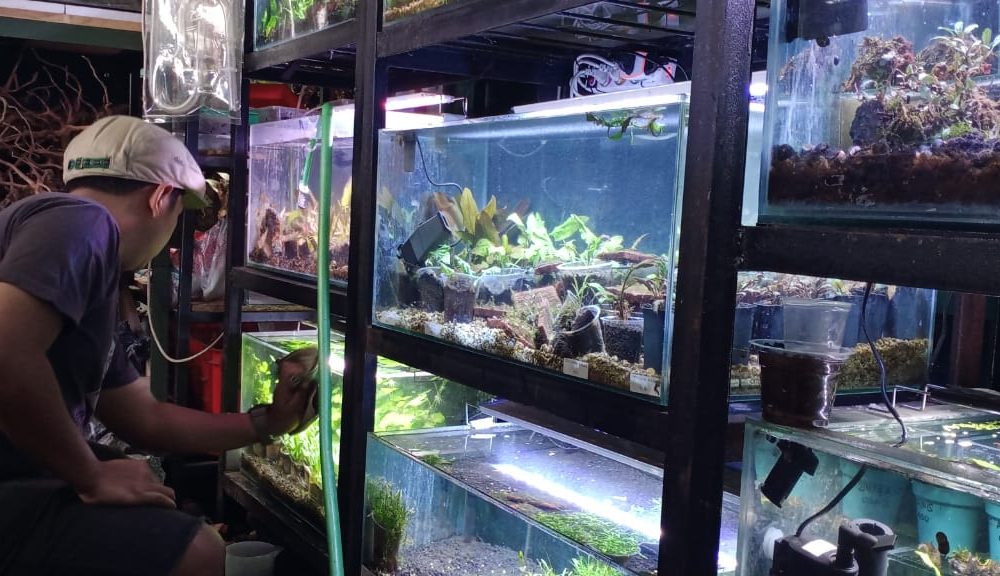 aquascape