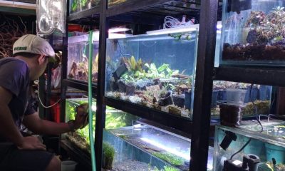 aquascape
