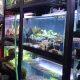 aquascape