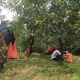 Hujan Datang, Apel Batu Terancam Gagal Panen 64 petani