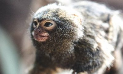 pygmy satu e1602157981951