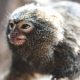 pygmy satu e1602157981951