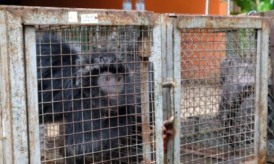 Lutung Jawa