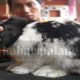 Bulu Kelinci Rontok, Ini Penyebab dan Solusinya 50 IMG 20201122 174942