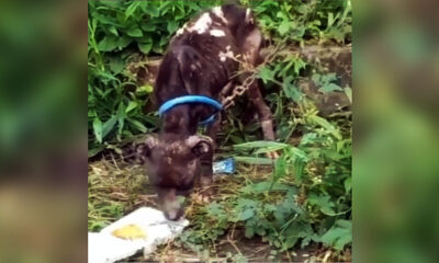 Anjing Terlantar Lembah Dieng Viral, Ini Penjelasan Pemilik Anjing