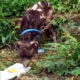 Anjing Terlantar Lembah Dieng Viral, Ini Penjelasan Pemilik Anjing