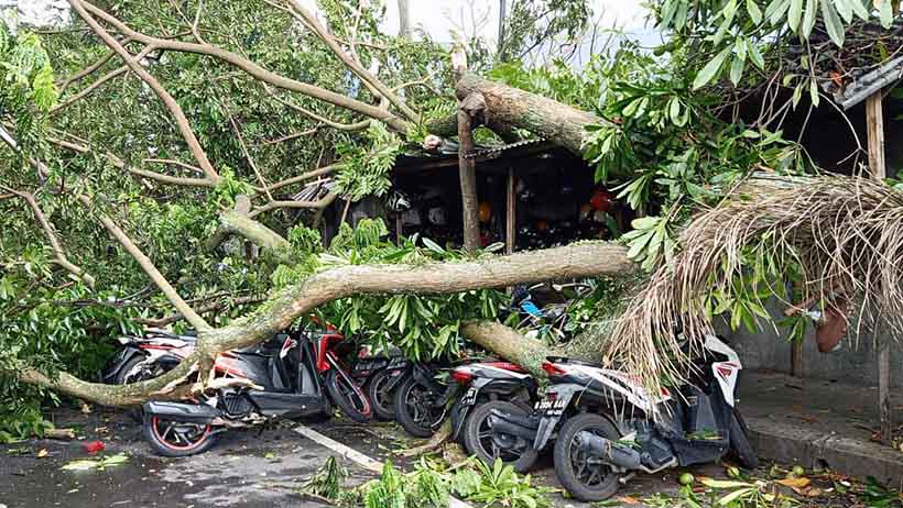 Angin Kencang, Pohon Besar Tumbang di Samping MOG, Timpa 7 Motor