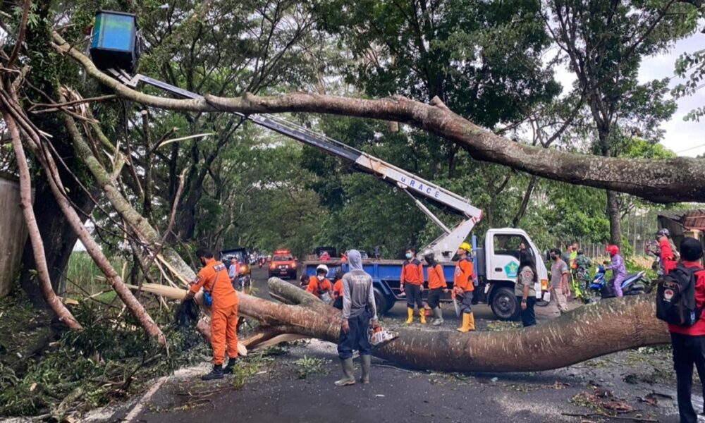 Pohon Besar Tumbang di Jalan Mayjen Sungkono Akibat Hujan Deras