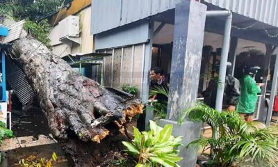 Pohon Besar Timpa Rumah Warga di Jalan Thamrin Kota Malang