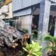 Pohon Besar Timpa Rumah Warga di Jalan Thamrin Kota Malang