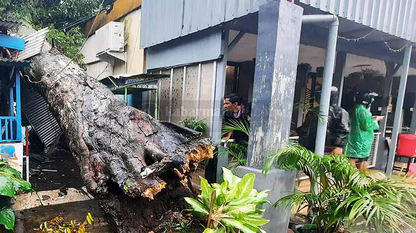 Pohon Besar Timpa Rumah Warga di Jalan Thamrin Kota Malang