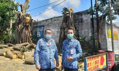 DLH Kota Batu Sidak Penebangan Pohon Di Area Parkir Jatim Park 1