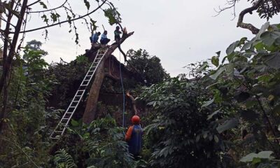 Angin Kencang, 4 Rumah di Bululawang Tertimpa Pohon Tumbang