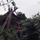 Angin Kencang, 4 Rumah di Bululawang Tertimpa Pohon Tumbang