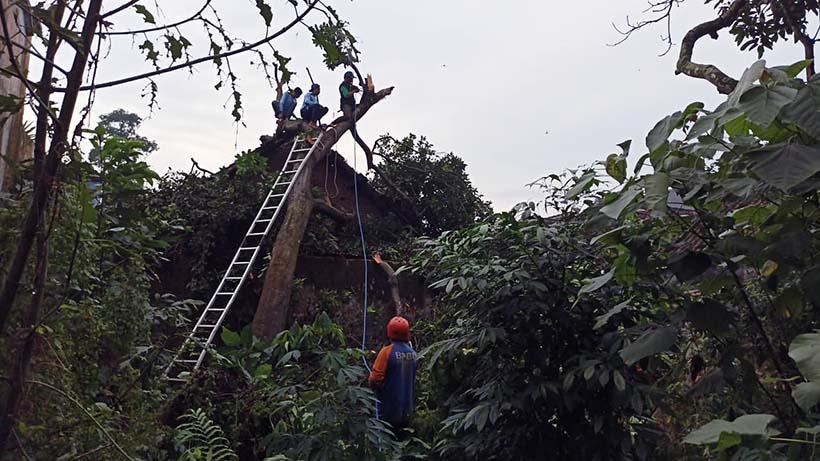 Angin Kencang, 4 Rumah di Bululawang Tertimpa Pohon Tumbang