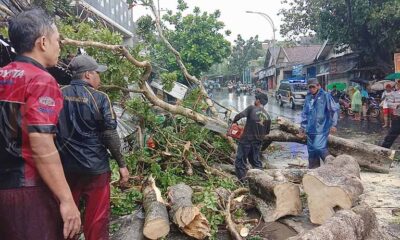 Badai Di Jembatan Mergan Malang, Pengendara Motor Tertimpa Pohon
