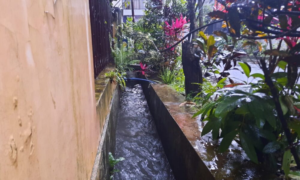 Geger, Buaya Berenang Dalam Selokan di Sukun Kota Malang