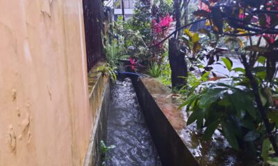Geger, Buaya Berenang Dalam Selokan di Sukun Kota Malang