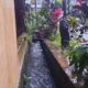 Geger, Buaya Berenang Dalam Selokan di Sukun Kota Malang