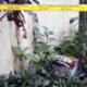 Warga Malang Temukan Bom Mortir Di Plafon Rumah Saat Renovasi