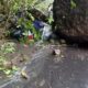 Info Gempa Terbaru Malang, Tujuh Orang Meninggal, Laporan BNPB