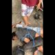 Maling Burung Tusuk Korban Di Blimbing Malang, Ya Diamuk Massa