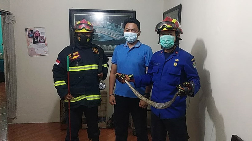 Damkar Tangkap Ular Yang Masuk Hunian Warga Klojen Kota Malang