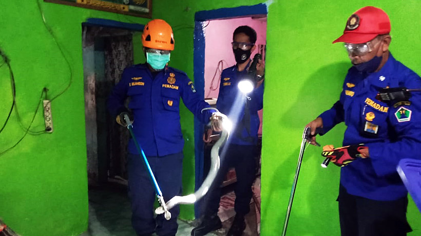Ular Kobra Di Mergosono Malang Sembur Mata Dua Warga, Perih Lur!