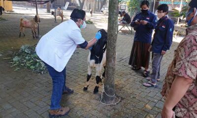 UB Distribusikan 79 Kambing Dan 7 Sapi Pada Idul Adha 1442 H