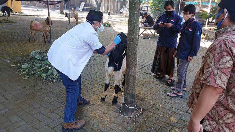 UB Distribusikan 79 Kambing Dan 7 Sapi Pada Idul Adha 1442 H