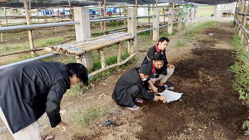 PMM UMM Ubah Limbah Pasar Hewan Desa Kaliwungu Jadi Pupuk 26 PMM UMM Ubah Limbah Pasar Hewan Desa Kaliwungu Jadi Pupuk