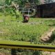 Pembunuhan Di Tajinan Malang, Satu Orang Meninggal Dibacok