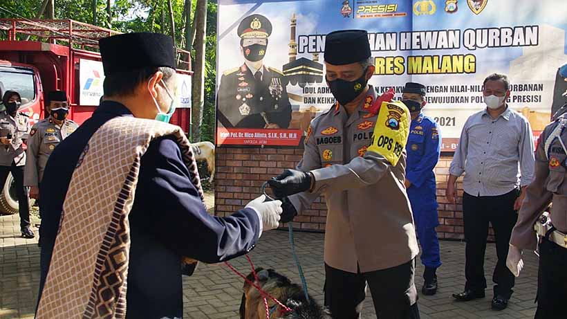 Potong Hewan Kurban, Polres Malang Sembelih 8 Sapi Dan 35 Kambing