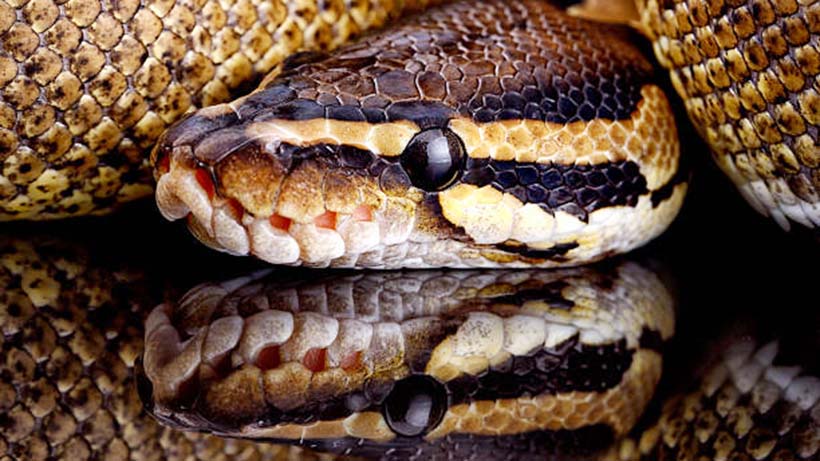 Ular Piton Masuk Kos Putri, Ini Fakta-Fakta Binatang Melata Tersebut 28 gettyimages 531203043 612x612 1