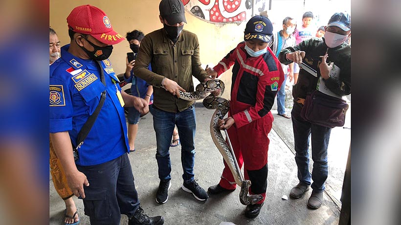 Ular Piton Masuk Kos-Kosan Putri Di Kota Malang, Penghuninya Histeris 26 Ular Piton Masuk Kos-Kosan Putri Di Kota Malang, Penghuninya Histeris