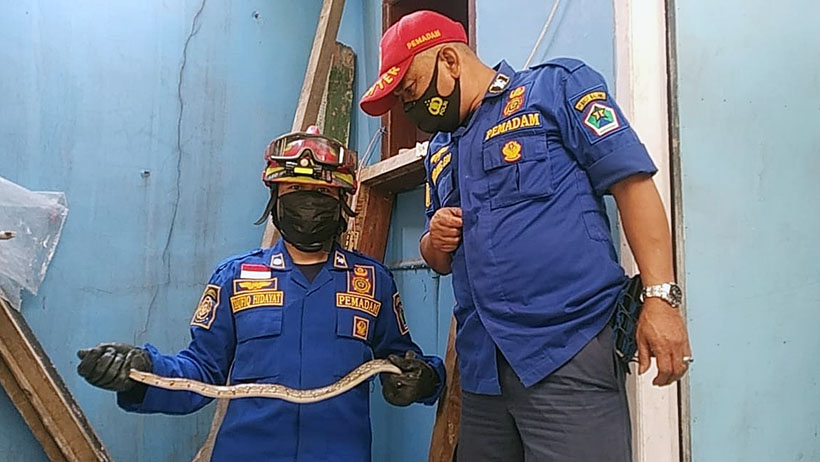 Ular Kopi Selinap Masuk Ke Rumah Warga di Arjosari Malang