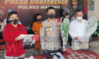 Petani Ganja Di Pakis Malang Tertangkap, 56 Pohon Mariyuana Disita