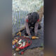 Bom Mortir Di Kepanjen Malang Ditemukan Gembala Kambing