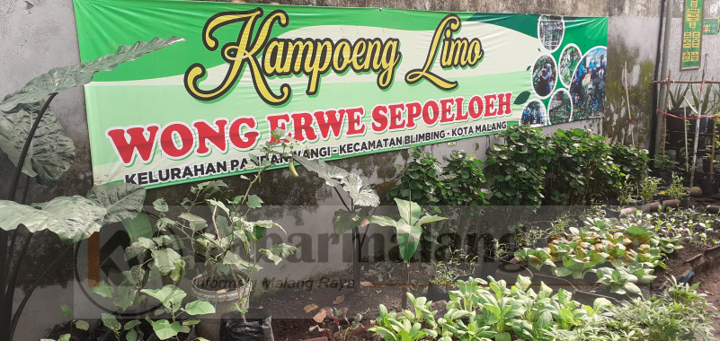 Urban Farming di RW 10 Kelurahan Pandanwangi Blimbing