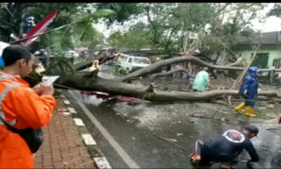 Hujan Lebat Disertai Angin di Malang, Pohon Segon Buto Roboh