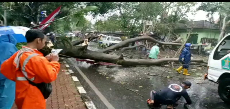 Hujan Lebat Disertai Angin di Malang, Pohon Segon Buto Roboh