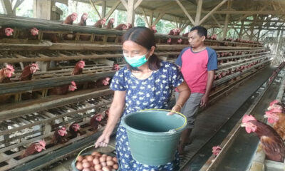 Harga Telur Naik, Imbas dari Mahalnya Pakan Ternak