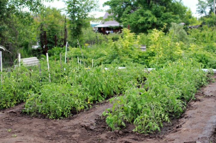 Mengatasi Masalah Umum dalam Budidaya Sayuran di Depan Rumah 26 IMG 20240905 161734