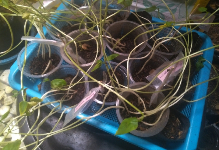 Budidaya Tanaman Kacang Panjang: Panduan Lengkap dan Manfaatnya 26 IMG 20240907 185226