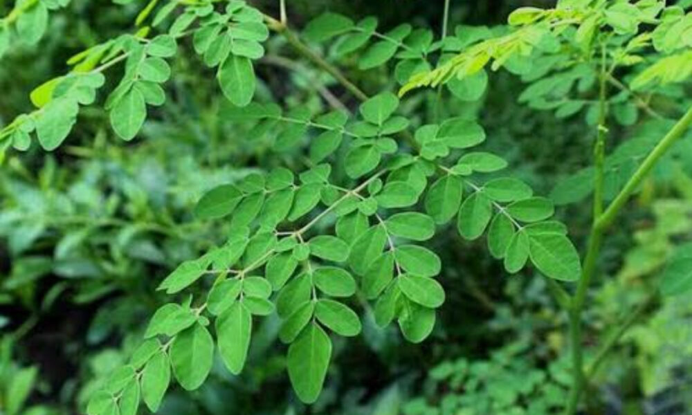 Foto daun kelor (istimewa)
